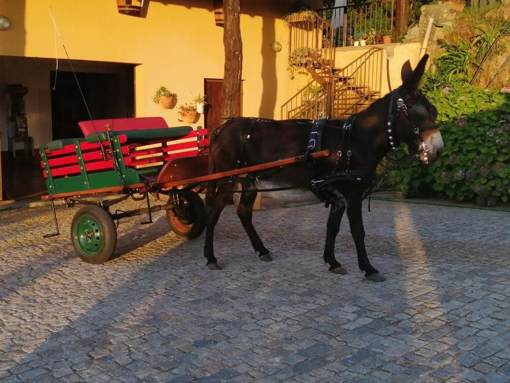 Quinta De Carcavelos Agroturismo E Enoturismo Celorico De Basto Dış mekan fotoğraf